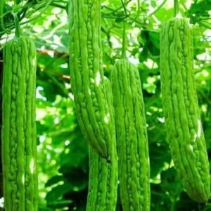 Ampalaya