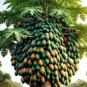 papaya