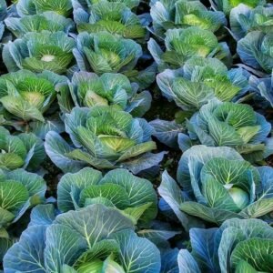 cabbage