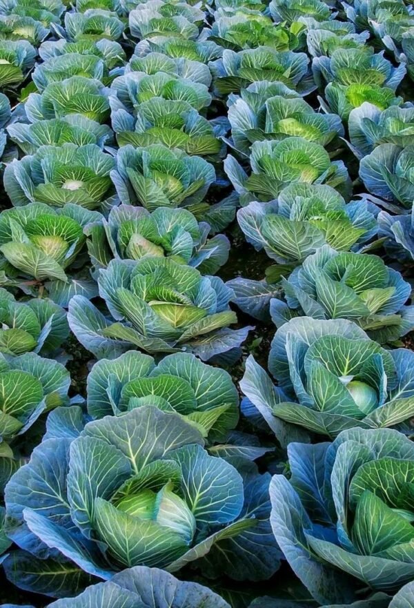 cabbage